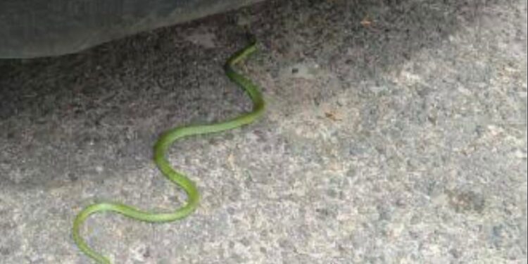 Bombeiros capturam cobra-cipó em empresa no Centro de Formiga