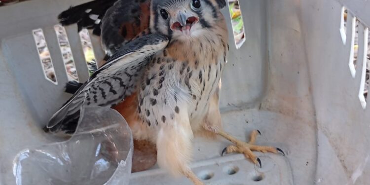 Filhote de gavião é resgatado na sede de empresa de internet em Arcos