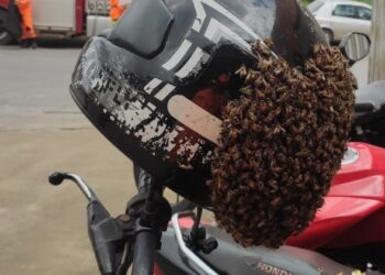 Enxame itinerante de abelhas é removido pelo Bombeiros em Formiga