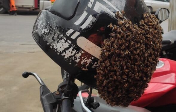 Enxame itinerante de abelhas é removido pelo Bombeiros em Formiga