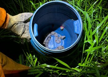 Bombeiros capturam jiboia de 1,5 metro dentro de residência em Arcos