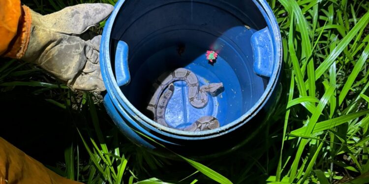 Bombeiros capturam jiboia de 1,5 metro dentro de residência em Arcos