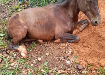 Drama com final feliz: égua é resgatada de fossa em zona rural de Arcos