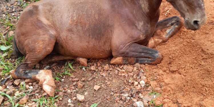 Drama com final feliz: égua é resgatada de fossa em zona rural de Arcos