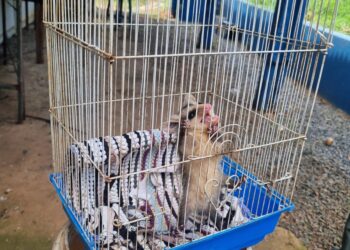 Filhote de gambá é resgatado na Praça São Vicente Ferrer