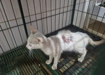 Bombeiros resgatam gato ferido em bueiro no bairro Vila São Vicente, em Formiga