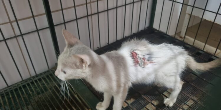 Bombeiros resgatam gato ferido em bueiro no bairro Vila São Vicente, em Formiga