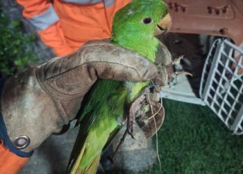 Bombeiros resgatam maritaca ferida em Arcos