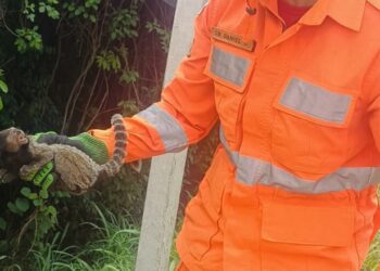 Formiga: bombeiros realizam resgate de mico-estrela em residência no Centro