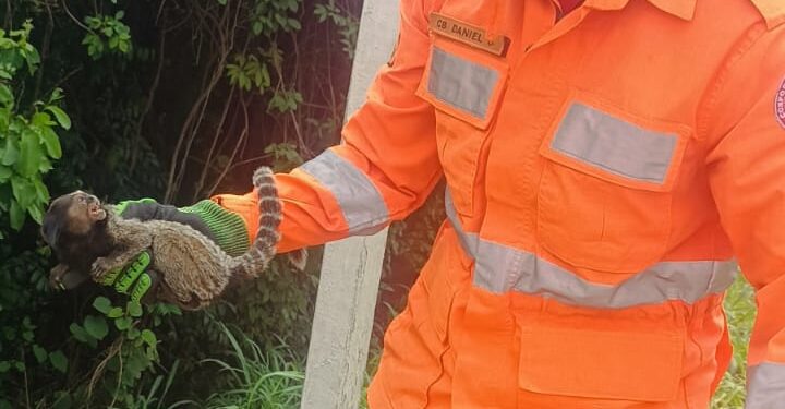 Formiga: bombeiros realizam resgate de mico-estrela em residência no Centro