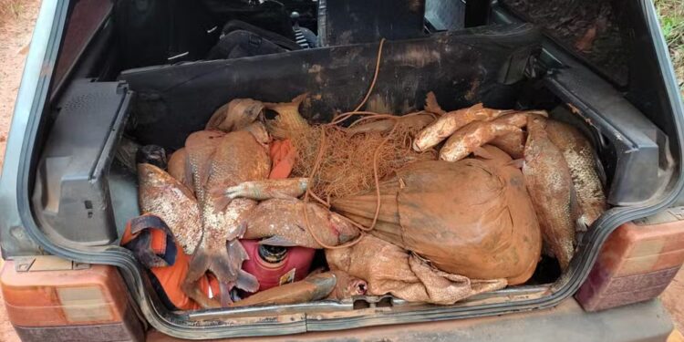 PM Ambiental apreende 120 kg de peixes nativos e multa trio em mais de R$ 42 mil por pesca irregular no período de piracema
