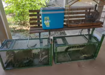 Idoso é multado em mais de R$ 157 mil por manter 35 animais silvestres em cativeiro em Divinópolis