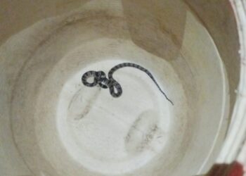 Cobra invade casa e é resgatada pelos bombeiros de Formiga