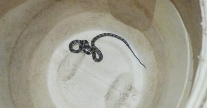 Cobra invade casa e é resgatada pelos bombeiros de Formiga