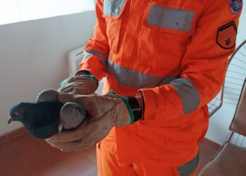 Formiga: pombo é resgatado em residência e encaminhado para a Fazenda Laboratório do Unifor