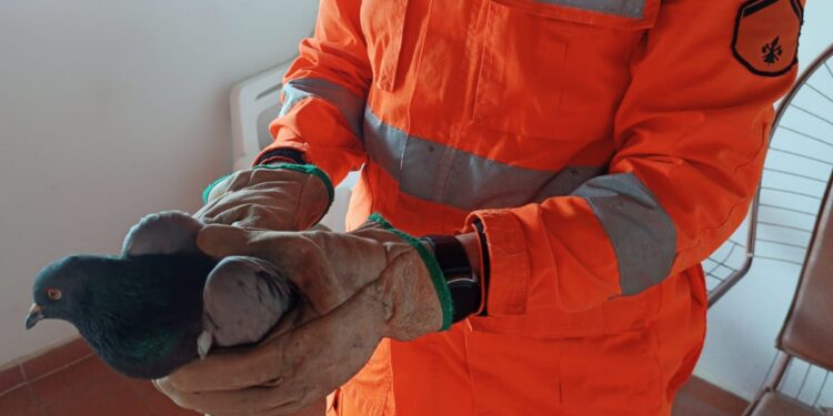 Formiga: pombo é resgatado em residência e encaminhado para a Fazenda Laboratório do Unifor