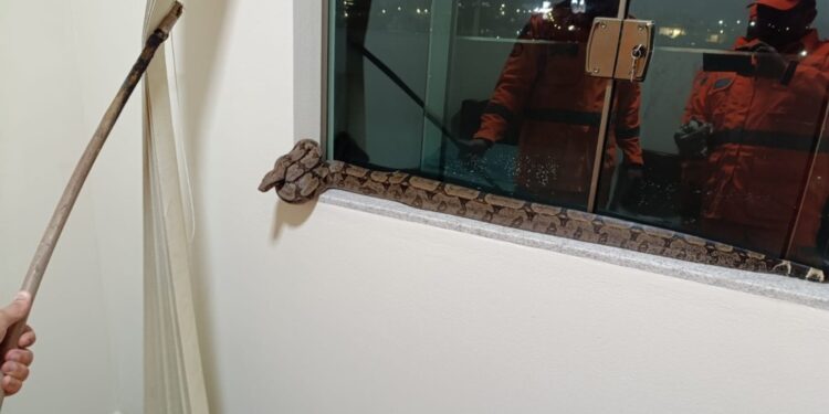 Corpo de Bombeiros captura jiboia dentro de residência em Arcos