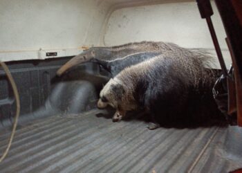 Bombeiros capturam tamanduá-bandeira no bairro Santo Antônio, Formiga