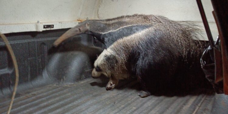 Bombeiros capturam tamanduá-bandeira no bairro Santo Antônio, Formiga