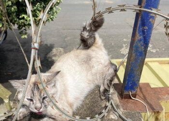 Bombeiros resgatam gato preso em concertina no bairro Marília, em Lagoa da Prata