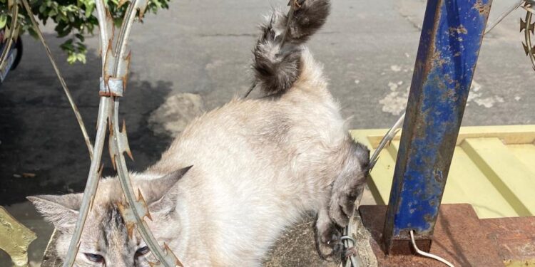 Bombeiros resgatam gato preso em concertina no bairro Marília, em Lagoa da Prata