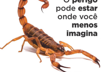 Córrego Fundo: Setor de Vigilância em Saúde alerta sobre a temporada de aparecimento de escorpiões
