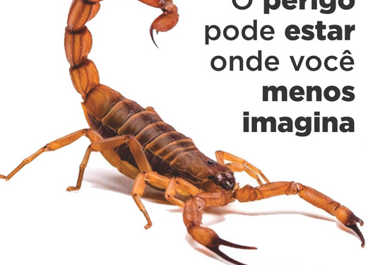 Córrego Fundo: Setor de Vigilância em Saúde alerta sobre a temporada de aparecimento de escorpiões