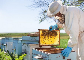 Workshop Estadual da Cadeia Produtiva Agroindustrial da Apicultura e Meliponicultura será realizado em Formig