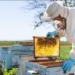 Workshop Estadual da Cadeia Produtiva Agroindustrial da Apicultura e Meliponicultura será realizado em Formig