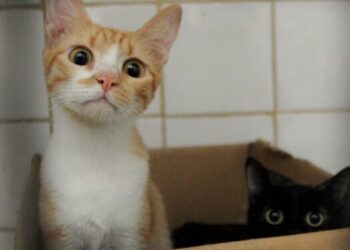 Lula sanciona lei que cria Cadastro Nacional de Animais de Estimação