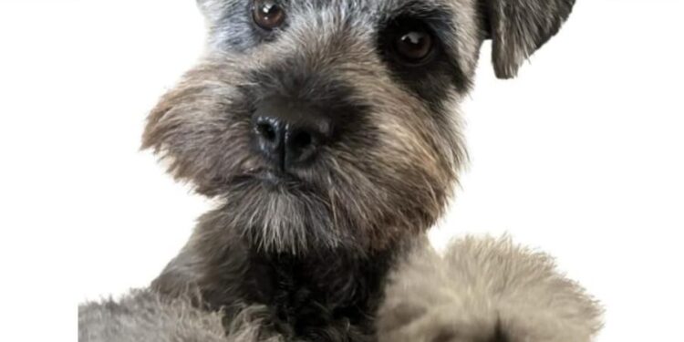 Família procura por cadela desaparecida após atropelamento na região do DEER