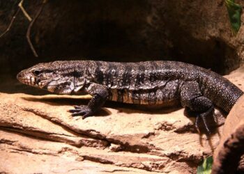 Corpo de Bombeiros captura lagarto teiú em Furnastur