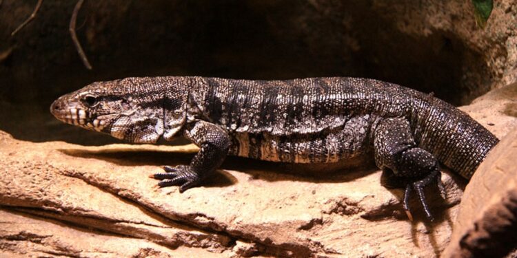 Corpo de Bombeiros captura lagarto teiú em Furnastur