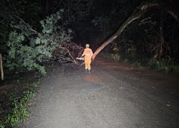 Bombeiros removem árvore caída na estrada de acesso ao Distrito de Pontevila