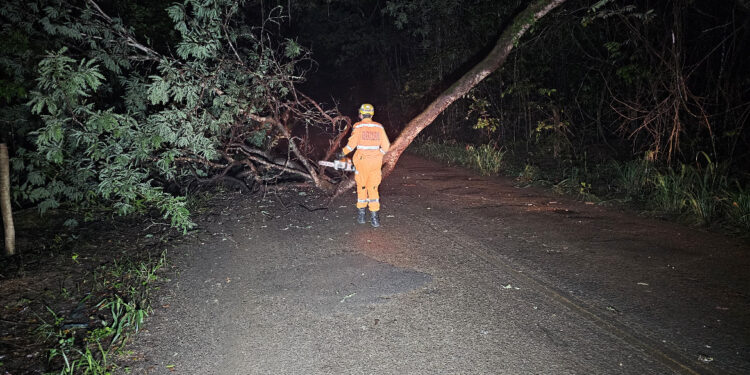Bombeiros removem árvore caída na estrada de acesso ao Distrito de Pontevila