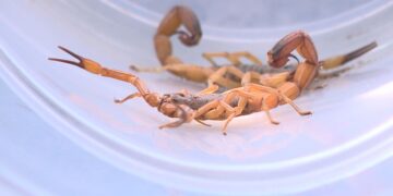 Polícia Civil investiga morte de criança em Guaxupé; suspeita é de picada de escorpião