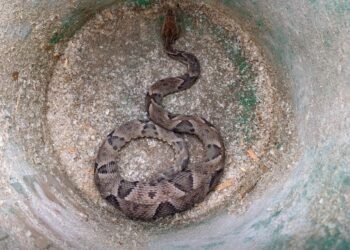Mais uma cobra é capturada em área residencial de Formiga