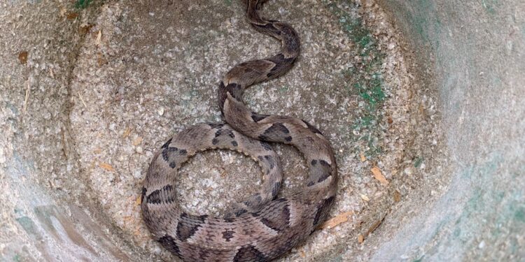 Mais uma cobra é capturada em área residencial de Formiga