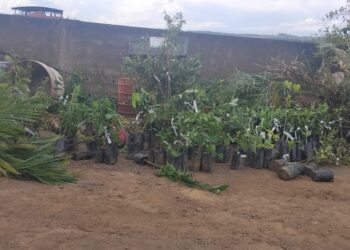 Córrego Fundo: parceria entre Emater e Agricultura beneficia produtores com compra de mudas