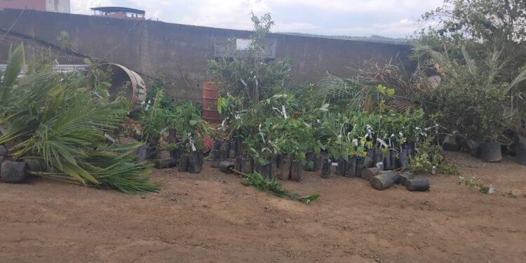 Córrego Fundo: parceria entre Emater e Agricultura beneficia produtores com compra de mudas