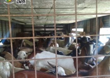 Formiga: Polícia flagra transporte ilegal de animais e encontra três ovelhas mortas