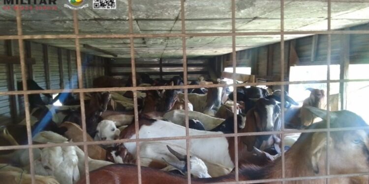 Formiga: Polícia flagra transporte ilegal de animais e encontra três ovelhas mortas
