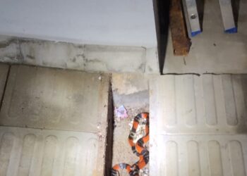 Cobra-coral é retirada com segurança de imóvel em Arcos