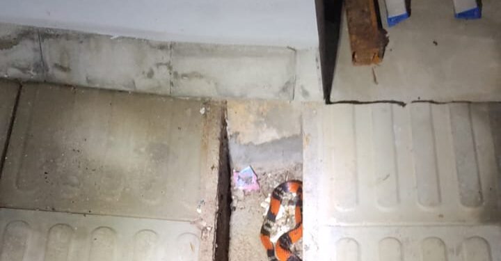 Cobra-coral é retirada com segurança de imóvel em Arcos