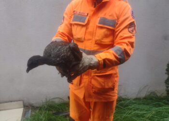 Formiga: bombeiros resgatam Jacu em residência do bairro Novo Santo Antônio