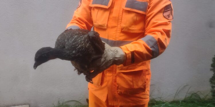 Formiga: bombeiros resgatam Jacu em residência do bairro Novo Santo Antônio
