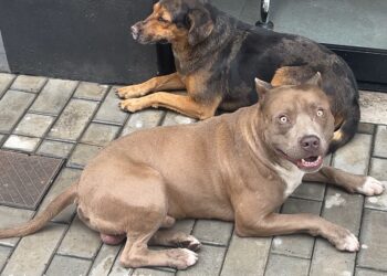 Pitbull dócil está perdido nas imediações do Hotel Petaluma