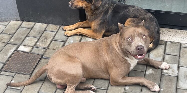 Pitbull dócil está perdido nas imediações do Hotel Petaluma