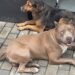 Pitbull dócil está perdido nas imediações do Hotel Petaluma