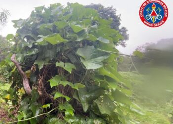 Córrego Fundo: Corpo de Bombeiros captura jiboia em quintal de residência